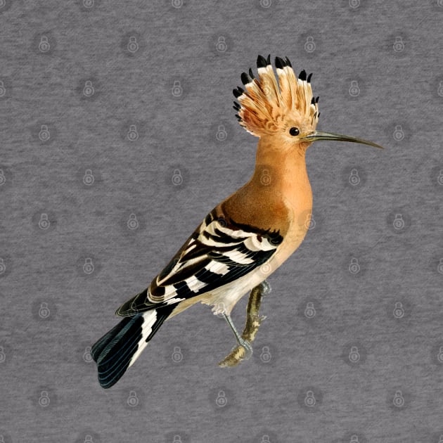 Hoopoe by Mako Design 